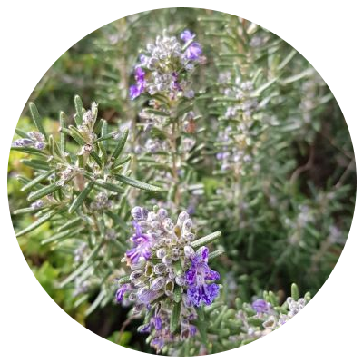 Aromatiques & Potager